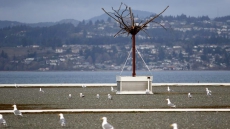 B.C. Port Hopes To Reduce Gull Poop By Attracting Eagles To Fake Tree