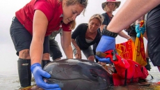 False killer whale is latest cetacean to die at Vancouver Aquarium