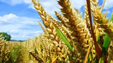 Agriculture Sector Scrambling To Offset Consequences Of Covid-19 Crisis