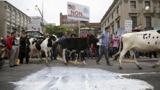 Public Health Officials Raid Ontario Raw Milk Farm, Seize Equipment: Farmer