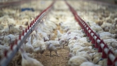 B.C. farmers respond to threat of avian flu