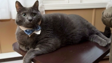 New Brunswick's World-Famous Fat Cat Dies After Making History