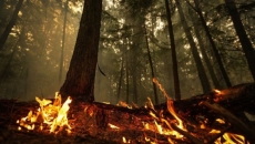 B.C. man ordered to pay $450,000 over 2019 wildfire triggered by debris burn