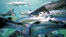 First Nations angry: NAFTA environmental body won't probe Canadian salmon farms