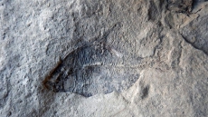 How Old Are Those Fish? Creationist Finds Fossils While Digging Calgary Basement