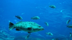 Your sunscreen is threat to marine life