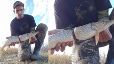 Pike's Plastic Plight: Alberta Man Frees Fish Cinched In Two By Bottle Wrapper