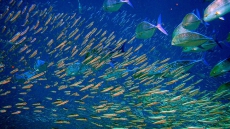 Canada Joins Global Pact To Stop Illegal Fishing Trade, Plans More Inspections