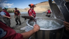 Permanent fishway to be built at Fraser landslide