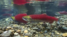 High Water Temperatures Cause B.c. Government To Close Some Rivers From Fishing