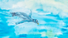 New Species Of Flightless Bird Discovered In Fossil On Vancouver Island Beach