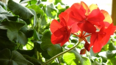 'Friendly' plants become more diverse