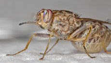 Fly's genome study offers hope for sleeping sickness