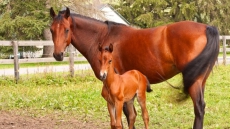 Musical Ride Wannabes: Six RCMP Foals Get Their Names In Contest For Kids