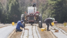 Feds ease foreign workers rules amid labour crunch
