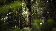 Old-growth forest at centre of dispute in B.C.