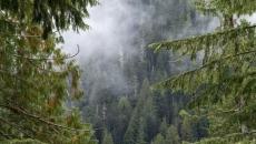 Changes to B.C. forest policy 'a start': watchdog