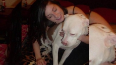 Fort McMurray Pit Bull Stuck In Manitoba, Ban Prevents Travel Through Ontario