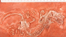 B.C. Holds Vote For Favourite Fossil After Museum Gets 18,000 Donated