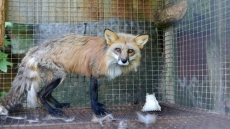 Montreal: Advocates Want Animals Removed From Quebec Fur Farm, But Government To Keep Watch