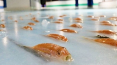 Japanese Skating Rink Freezes 5,000 Marine Creatures in Ice as Promotional Gimmick