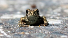 Tiny Western Toads Put Economic, Environmental Squeeze On Village Of Nakusp
