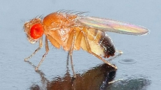 Even fruit flies can help spot bombs and drugs