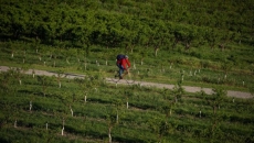 B.C. fruit group files for creditor protection after crop losses, 'liquidity crisis'