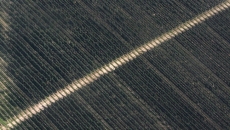 Conditions dire for B.C. orchardists: association