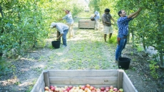 Safe, clean campsites to be made available for seasonal fruit pickers in B.C.