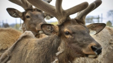 Food Safety Agency Working With Game Farmers To Develop Rules Against Disease