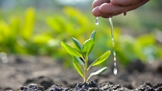 Time to try growing some vegetable or flower transplants
