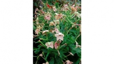 Gardener's Notebook: How to plant for fragrant summer nights