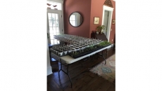 Tomatoes, turnips rule in big year for veggie gardening