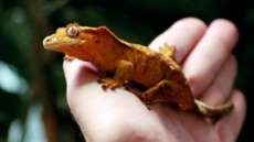 Russian 'gecko sex' satellite lost in space