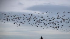 Nanaimo, B.C., mulls solution to damage caused by huge flocks of Canada geese