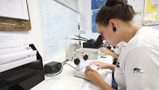 Genetically modified mosquitoes to combat dengue in Brazil