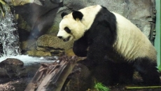 Food and time running out for giant pandas