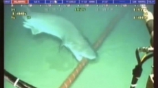Google Confirms: The Global Internet Is Being Attacked by Sharks