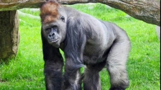Passing Of A Patriarch: Calgary Zoo Gorilla Kakinga Dies At 37