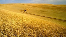 Ottawa introduces bill to modernize grain sector rules to help industry grow