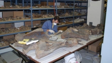 Experts revise extinction theory as mastodon bones older than thought