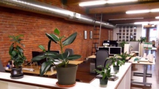 Green offices make workers happy - and productive