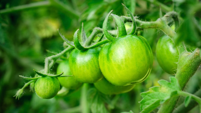 Grow bigger, stronger muscles with green tomatoes