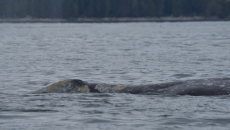 'Bag of bones': grey whales dying of B.C.'s coast, part of trend amid food scarcity