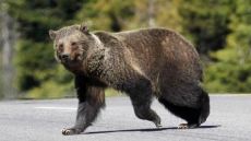 Vacation Over For Pair Of Grizzlies Caught On Remote Island In B.C.