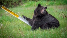 Too Many Grizzly Bears Seeking Berries Dying In British Columbia: Study