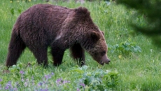 Grizzly attacks B.C. elementary class, many hurt