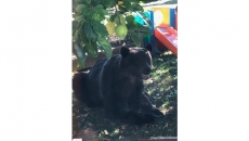 Healthy grizzly strolls through Squamish, B.C.