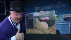 Groundhog Day: Canada's famous furry forecasters predict early spring